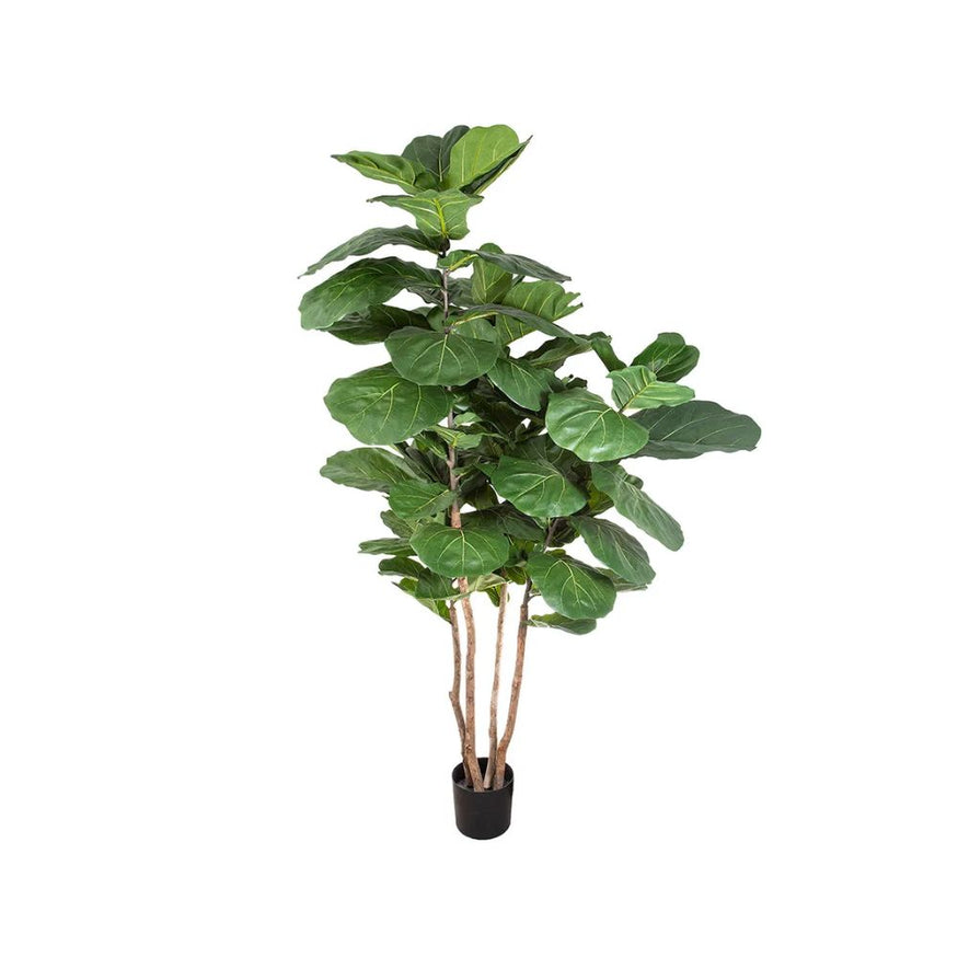 Fiddle Leaf Tree