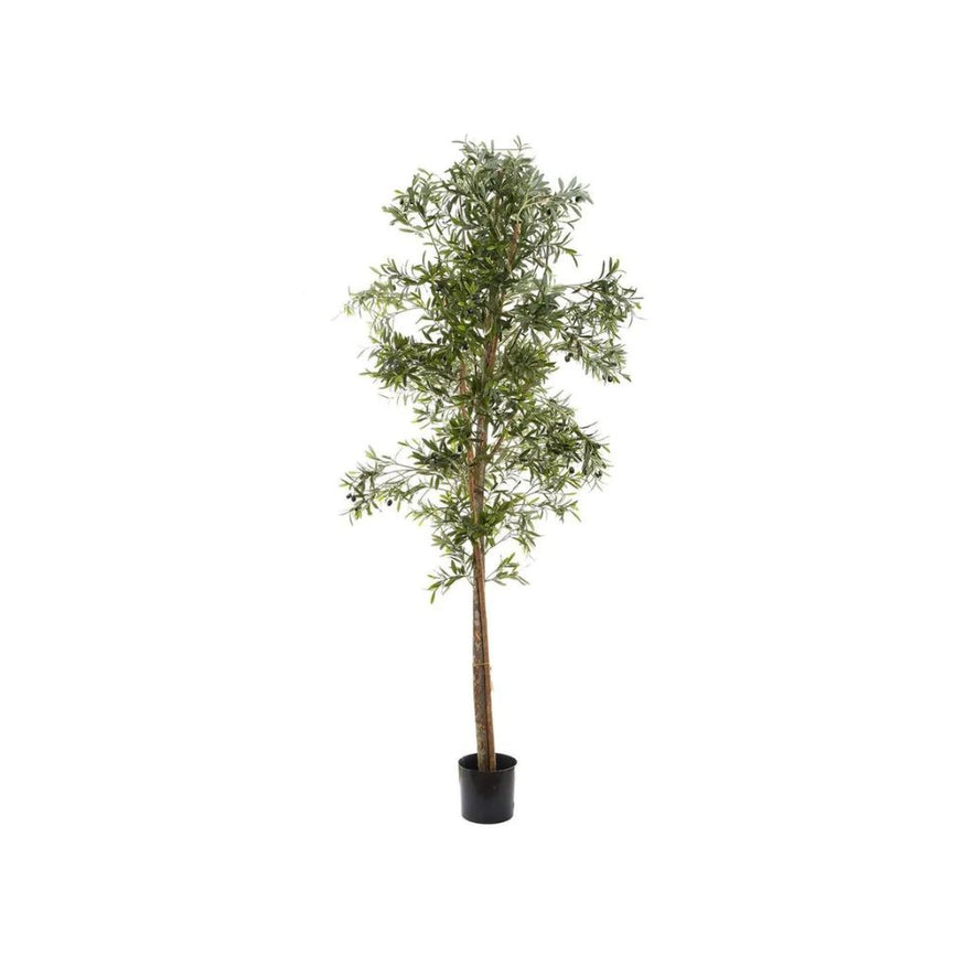 Olive Tree