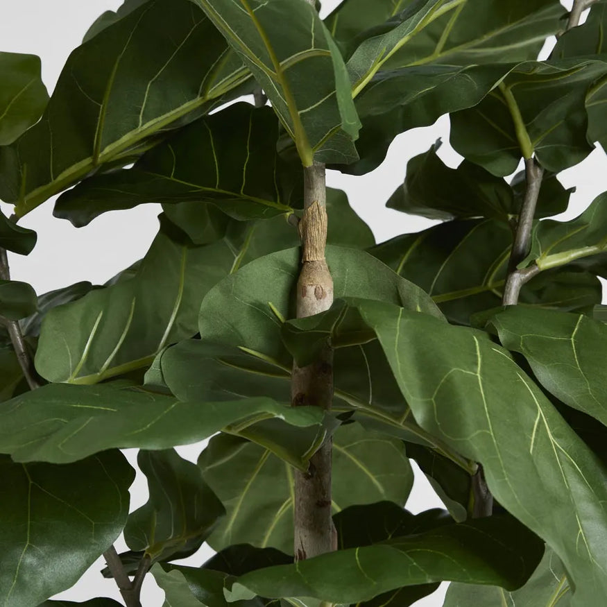 Fiddle Leaf Tree