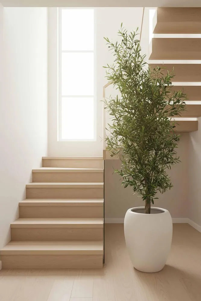 Olive Tree