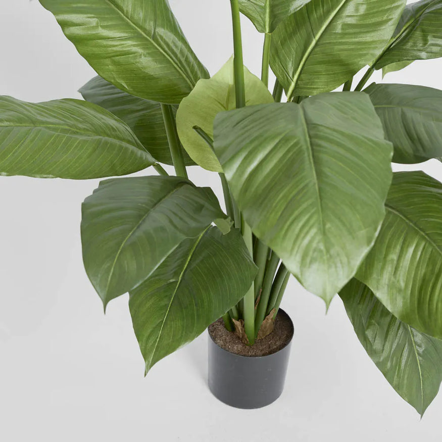 Spathiphyllum Potted