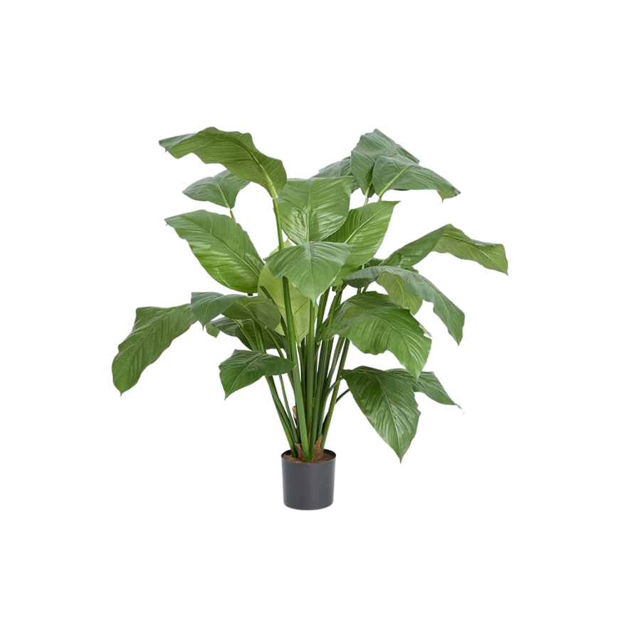 Spathiphyllum Potted