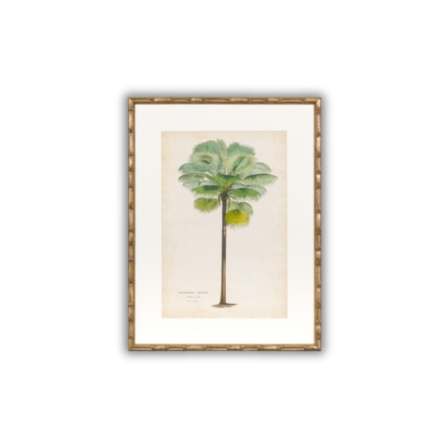 Palm of the Tropics Print 1