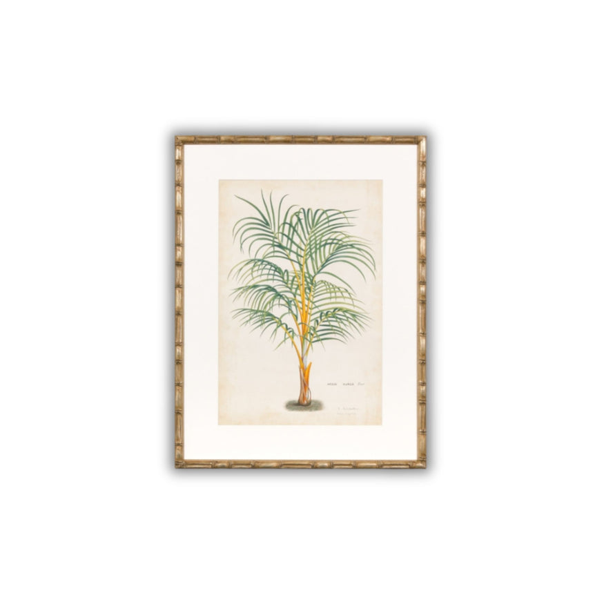 Palm of the Tropics Print 4